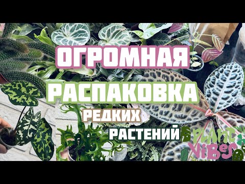 Видео: Огромная распаковка растений | закупились на монстериуме | обзор растений купленных на выставке