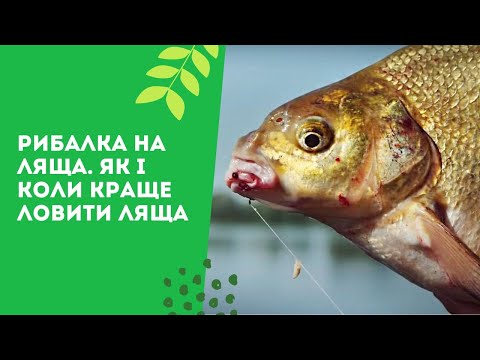 Видео: Рибалка на ляща. Як і коли краще ловити ляща #ловляляща #лящрибалка #трофейнийлящ #лящпоради