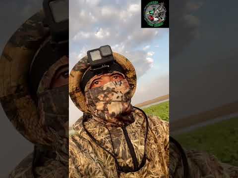 Видео: Үйрекке аңшылық. Ей қайдасыңдар- Үйректер😀 #hunting #сезонохоты