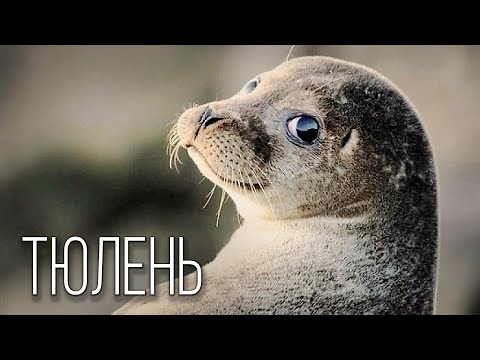 Видео: Тюлени: Котики, Слоны и Зайцы | Интересные факты про тюленей