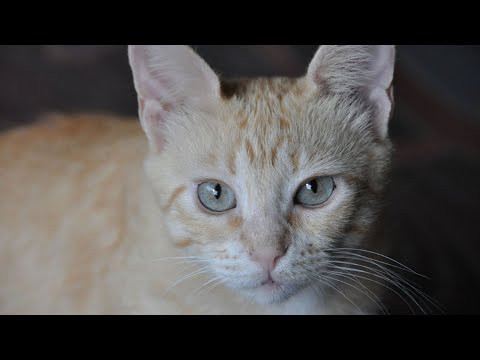 Видео: Сусанна, Кошка с Глазами Цвета Нефрита. Часть 1.