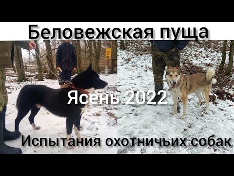 Видео: Испытания охотничьих собак по вольерному кабану. Беловежская пуща 2022
