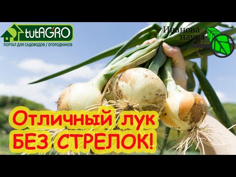 Видео: ВАШ ЛУК НИКОГДА (!) НЕ БУДЕТ СТРЕЛКОВАТЬСЯ! Только качественная репка без стрелок. Простой способ.
