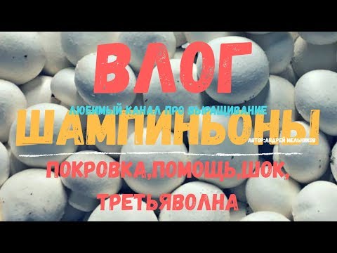 Видео: ВЛОГ выпуск 1. Выращивание шампиньона.Покровная почва. Помощь грибоводу. Шок. Третья волна.
