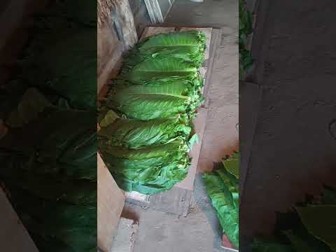 Видео: Криолло как ориентал, разница в освещении, как я томлю табак, уплотнение.