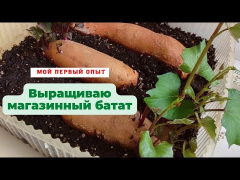 Видео: Выращиваю батат из Магнита!