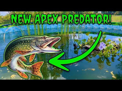 Видео: Я НАКОНЕЦ-ТО добавил ЩУКУ в пруд! (Ну, или что-то вроде того...)