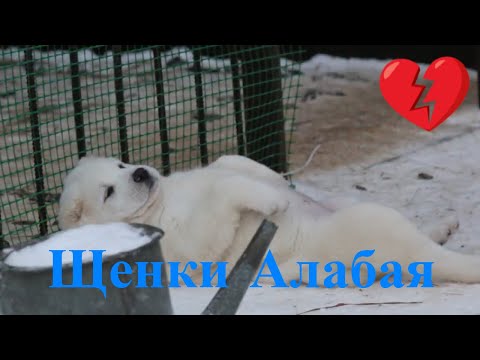 Видео: Наши щенки разъехались по всему миру видео от хозяев