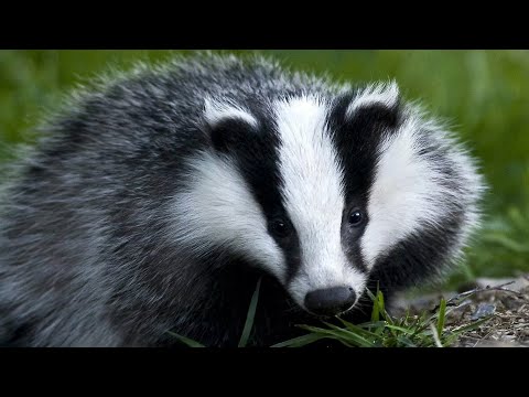 Видео: БАРСУК ОБЫКНОВЕННЫЙ - тот еще чистюля! Он очень милый, но не добродушный! Интересное о барсуках!