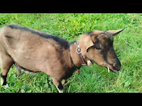 Видео: Обзор на стадо. Размышления об измельчителе веток