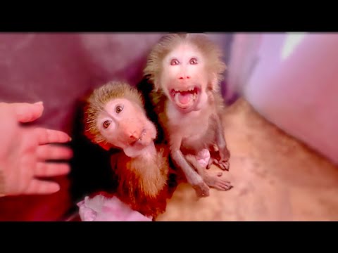 Видео: Степа, Маня и Басик ТРЕБУЮТ прогулку по парку и устроили СИДЯЧУЮ ЗАБАСТОВКУ под дверью)))