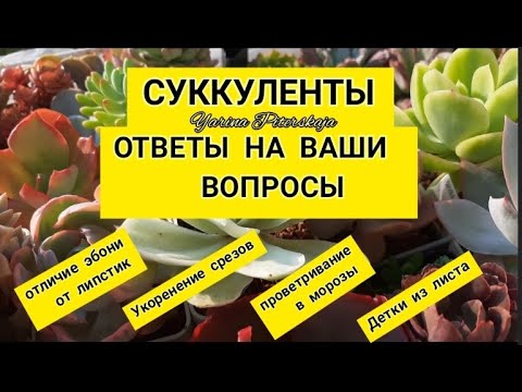 Видео: Суккуленты.  Ответы на ваши вопросы.Детки из листа, укоренение срезов, зимнее проветривание и др.