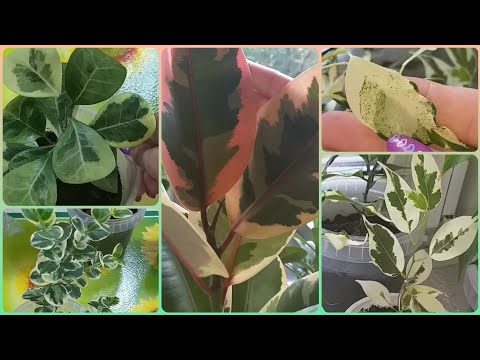 Видео: Обзор в АВГУСТЕ🌷Фикусы🍀Керли🌷Эластика🍀Коконат Крем🌷Твайлайт🍀Карисса🌷Мирт🍀Пересадки🌷Состав грунта