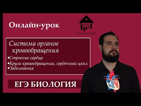Видео: Кровообращение. Сердце и круги кровообращения для ЕГЭ |ЕГЭ БИОЛОГИЯ|Freedom|