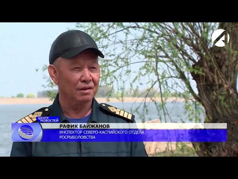 Видео: ПОЧЕМУ НЕТ РЫБЫ на ВОЛГЕ | Рыбаки любители-заготовители