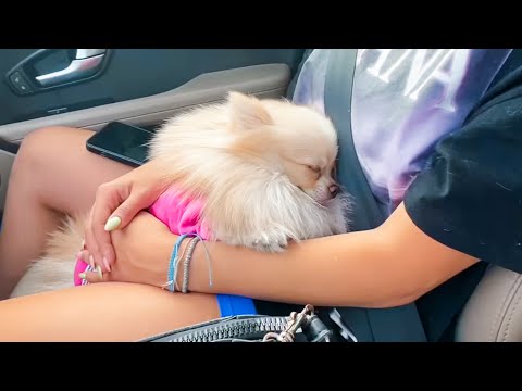 Видео: Взехме Тифани в Румъния на фестивал 🇷🇴