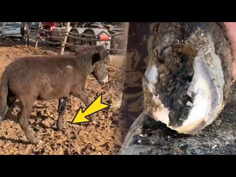 Видео: Гравий деформировал копыта осла!