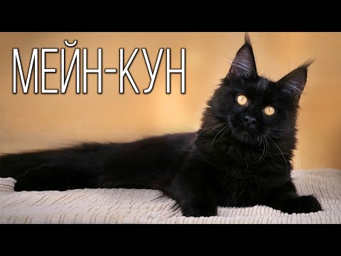 Видео: Мейн-кун: Пушистый великан | Интересные факты про породы кошек