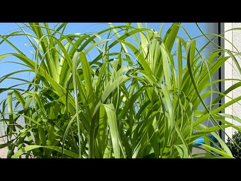 Видео: Нолина пересадка.Цветы в доме. 🌷🌴