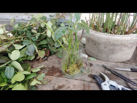 Видео: Обрізаю троянди і ставлю гілочки на укорінення // ВИРОЩУВАННЯ ТРОЯНД