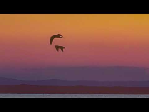 Видео: Радост и скръб