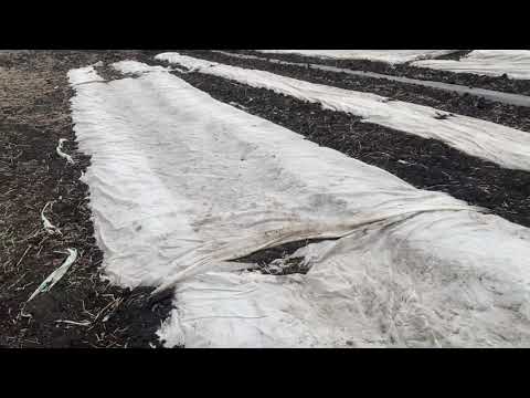 Видео: У нас новое направление в агробизнесе. Наши планы.