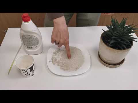 Видео: Опыт по биологии. Почему нужно мыть руки с мылом?