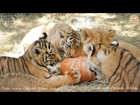 Видео: Львы и тигры напали на тыкву 🤣 Тайган. Lions & tigers attacked pumpkin 🤣 Taigan