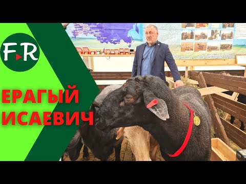 Видео: Ерагый Гишларкаев, руководитель селекционно-генетического центра Волгоград-Эдильбай. Вопрос-ответ.