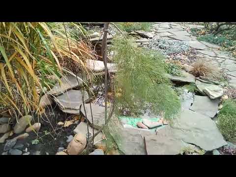 Видео: Тамарикс, начало формирования.