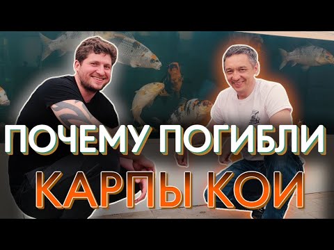 Видео: Почему погибли карпы кои? Как это произошло, и как избежать болезни рыб.