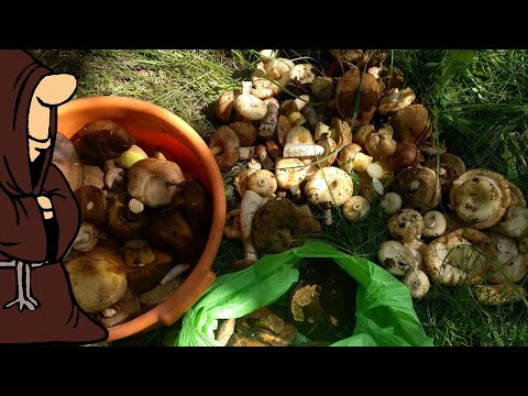 Видео: Нарезали Грибов Груздей, Подберезовиков, Полубелых и даже один Белый Гриб в Самарских Лесах