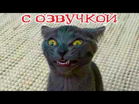 Видео: Приколы с котами! Самые смешные животные! С озвучкой! тест на психику!