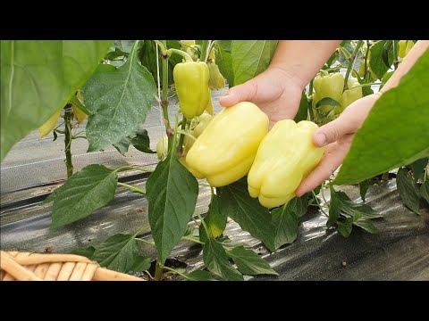 Видео: Это секреты выращивания перца — приемы для гарантированного успеха и обильных плодов.