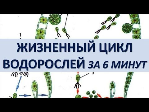 Видео: ЖИЗНЕННЫЙ ЦИКЛ ВОДОРОСЛЕЙ ЗА 6 МИНУТ (+ разбор заданий из ЕГЭ)