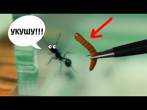 Видео: МУРАВЬИНАЯ ФЕРМА ПРОТИВ ЧЕРВЕЙ