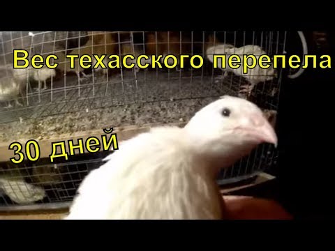 Видео: Техасский перепел  30 дней  Сколько весит?