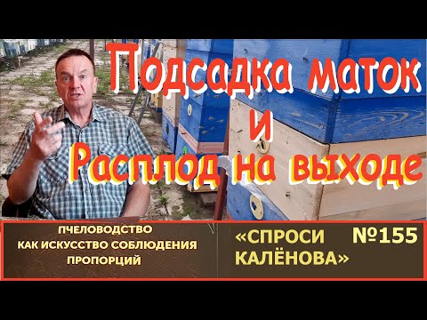 Видео: Нужен ли расплод на выходе при подсадке матки под колпачком? "СК"-155. Пчелы и пчеловодство.