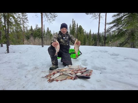 Видео: 1 мая закрываем сезон зимней рыбалки на таёжной реке.язь и крупная сорога на мормышку.