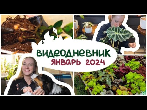 Видео: ВИДЕОДНЕВНИК цветовода | январь 2024 | Пересадки, распаковка, обработка