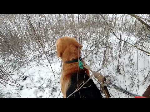 Видео: работа рг Раската и рг буран по лисе 03.02.25г