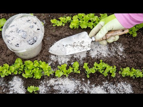 Видео: Зола дает плодородие почве и защиту растений – используйте ее следующим образом.