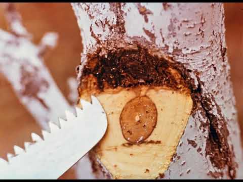 Видео: Обрезка плодовых растений, 198х
