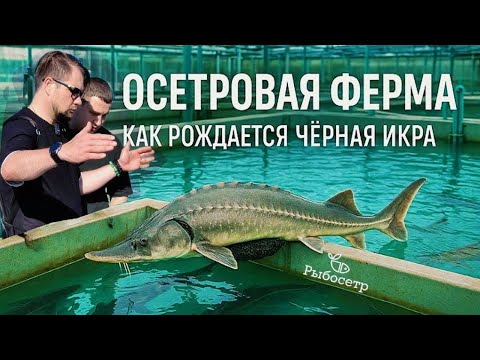 Видео: Ферма Рыбосетр в г. Волжский : производство черной икры и осетровых деликатесов