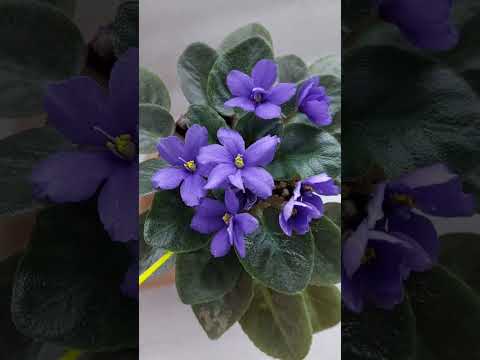 Видео: N:157 Fialka Rob‘s Astro Zombi#gullar #фиалки #flowers #violet