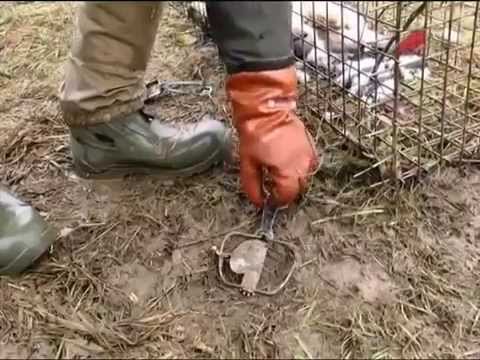 Видео: Охота без оружия. Изготовление кулемки, ловля енотов.