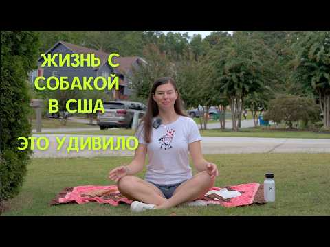 Видео: Собачьи нюансы в США, к чему готовится если вы собираетесь в Америку с питомцем.