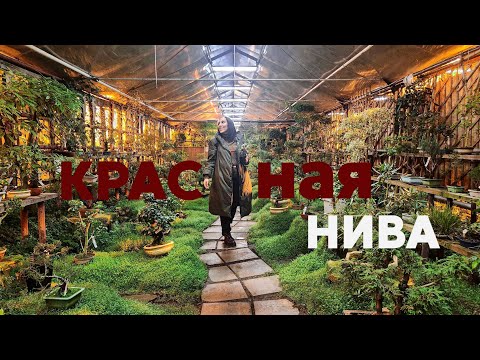 Видео: Питомник Красная нива/Хейт от подписчиков.