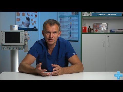 Видео: Стать ветеринаром