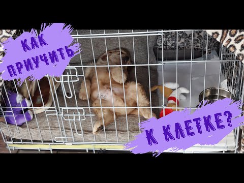 Видео: БЕЗОПАСНОСТЬ щенка в ДОМЕ/ Наш опыт с клеткой\Американский КОКЕР - СПАНИЕЛЬ